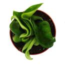 Mini-Pflanze - Hoya carnosa compacta - fleischige...