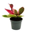 Mini-Pflanze - Hoya Flaming Dream - rotblättrige...