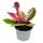 Mini Plante - Hoya Flaming Dream - Fleur de porcelaine à pétales rouges - Fleur de cire - Baby-Plant - Pot 6,5cm