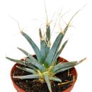 Prisma-Kaktus - Agaven-Kaktus - Leuchtenbergia principis - ausgefallene Kakteenrarität - 9cm Topf