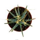 Prisma-Kaktus - Agaven-Kaktus - Leuchtenbergia principis - ausgefallene Kakteenrarität - 9cm Topf