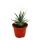 Cactus prisme - cactus agave - Leuchtenbergia principis - rareté de cactus insolite - pot de 9cm