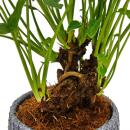 Philodendron Xanadu avec racines visibles - ami des arbres - dans une coupe céramique de 17cm - hauteur env. 30-40cm