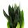 Sansevieria trifasciata "Black Diamond" - chanvre noir - plante solitaire en pot de 17cm - hauteur env. 50cm