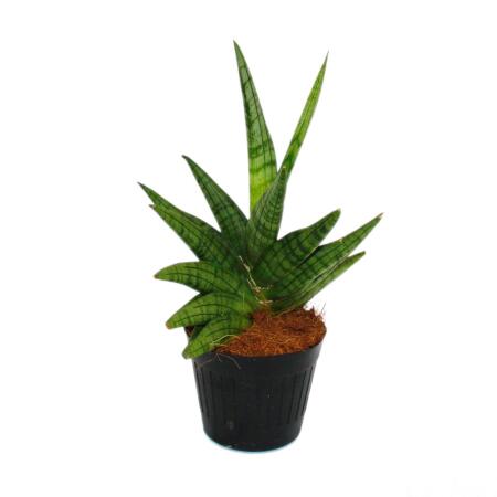 Sansevieria "Helios" - Chanvre arc-en-ciel à vis - pot de 11cm - hauteur env. 20cm