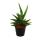 Sansevieria "Helios" - Chanvre arc-en-ciel à vis - pot de 11cm - hauteur env. 20cm