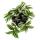 Dreimasterblume - Tradescantia "White" - pflegeleichte hängende Zimmerpflanze - 12m Topf - weiss