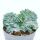 Blueberry cactus - comb form - Myrtillocactus geometrizans cristata - extraordinary cactus - 6,5cm pot