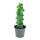 Myrtillocactus geometrizans cv. fukurokuryuzinboku - Cactus boobie - rare cactus myrtille - pot de 6,5cm