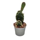 Cactus cobra - Opuntia reticulata "Cobra" -...