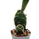 Cobra cactus - Opuntia reticulata "Cobra" - eye-catching ear cactus - 6.5cm pot