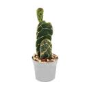 Cobra cactus - Opuntia reticulata "Cobra" - eye-catching ear cactus - 6.5cm pot