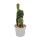 Kobra-Kaktus - Opuntia reticulata "Cobra" - augefallener Ohrenkaktus - 6,5cm Topf
