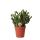 Kolibri Greens - Succulente Crassula Hobbit - taille de pot 9cm - plante dintérieur verte - fraîchement sortie de la pépinière