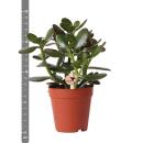 Kolibri Greens - Plante verte - Succulente Crassula Ovata - taille de pot 9cm - plante dintérieur verte - fraîchement cultivée en pépinière