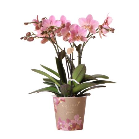 Kolibri Orchids - Orchidée Phalaenopsis vieux rose - Jewel Treviso - taille de pot 12cm - plante dintérieur à fleurs - fraîchement obtenue chez le producteur