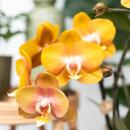 Kolibri Orchids - Orchidée Phalaenopsis orange Las...