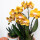 Kolibri Orchids - Orchidée Phalaenopsis orange Las Vegas en pot décoratif Groove doré - Taille du pot 12cm