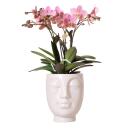 Hummingbird orchids - Pink Phalaenopsis orchid in a white...