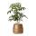 Kolibri Greens - Green plant - Schefflera Bush in Groove pot gold - pot size 9cm - green houseplant - fresh from the grower