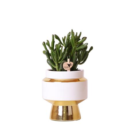 Kolibri Greens - Grünpflanze - Sukkulente Crassula Hobbit im Le Chic Topf gold - Topfgröße 9cm - grüne Zimmerpflanze