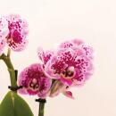 Kolibri Orchids - Orchidée Phalaenopsis rose mauve...
