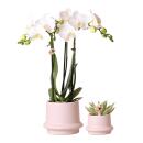 Kolibri Orchids - Set de plantes Ring - Set avec une...