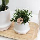 Kolibri Company - Set de plantes Ring blanc - Set avec orchidée Phalaenopsis blanche Amabilis 9cm et plante verte Rhipsalis 6cm et assiette en bambou ovale - pots décoratifs blancs en céramique inclus