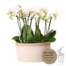 Kolibri Orchids - white plant set in cotton basket incl....