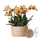 Kolibri Orchids orange Orchideen-Set im Schilfkorb...