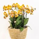 Kolibri Orchids orange Orchideen-Set im Schilfkorb...