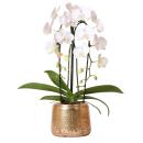 Kolibri Orchids - White Phalaenopsis orchid Niagara Fall in a golden decorative pot - 12cm - flowering houseplant in a flowerpot - fresh from the grower