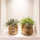 Kolibri Greens - Set de 2 plantes succulentes dans des...