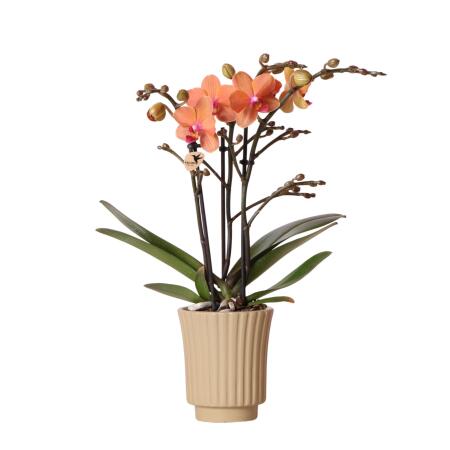 Kolibri Orchids - Orchidée Phalaenopsis orange - Mineral Bolzano + Retro khaki - taille de pot 9cm - plante dintérieur à fleurs