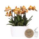 Kolibri Orchids - orange Orchideen-Set in Honigschale...