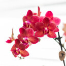 Kolibri Orchids - Rote Phalaenopsis Orchidee - Congo + Gummitopf Travertin - Topfgröße 9cm - 40cm hoch - blühende Zimmerpflanze