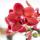Kolibri Orchids - Rote Phalaenopsis Orchidee - Congo + Gummitopf Travertin - Topfgröße 9cm - 40cm hoch - blühende Zimmerpflanze