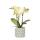 Kolibri Orchids - yellow Phalaenopsis orchid - Mexico + citrus ornamental pot green - pot size 9cm - 40cm high - flowering houseplant