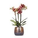 Kolibri Orchids - gelb rote Phalaenopsis Orchidee - Spanien + Elite Ziertopf Kupfer - Topfgröße 9cm - 40cm hoch - blühende Zimmerpflanze