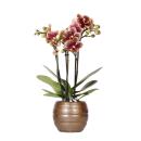Kolibri Orchids - Yellow red Phalaenopsis orchid - Spain...