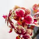Kolibri Orchideen - Gelbe rote Phalaenopsis-Orchidee -...