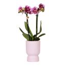 Kolibri Orchids - pink purple Phalaenopsis orchid - El...