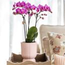 Kolibri Orchids - pink purple Phalaenopsis orchid - El Salvador + Diabolo pink - pot size 9cm - flowering houseplant - fresh from the grower