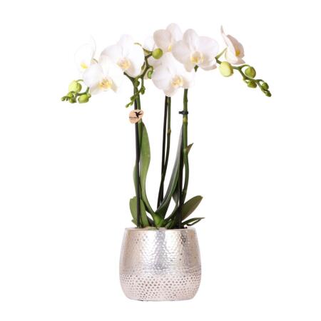 Kolibri Orchids - orchidée Phalaenopsis blanche - Amabilis + pot Elite argenté- taille du pot 9cm - hauteur 35cm - plante dintérieur à fleurs