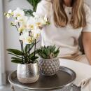 Kolibri Orchids - orchidée Phalaenopsis blanche - Amabilis + pot Elite argenté- taille du pot 9cm - hauteur 35cm - plante dintérieur à fleurs