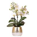 Elite cachepot - pure elegance in sophisticated colors - gold - suitable for 9cm pots