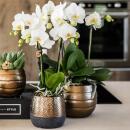 Elite cachepot - pure elegance in sophisticated colors - copper - suitable for 9cm pots