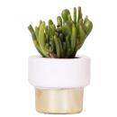 "Lush Gold" planter - luxury in white and gold - suitable for 6cm pots