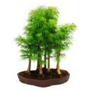 Outdoor bonsai forest - Pseudolarix amabilis - Golden...