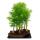 Outdoor bonsai forest - Pseudolarix amabilis - Golden larch or false larch - Large forest landscape - kidney-shaped